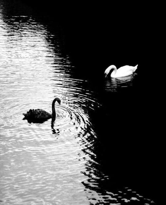 Black and white swans swimming in contrasting light and shadow on rippling water symbolizing yin and yang